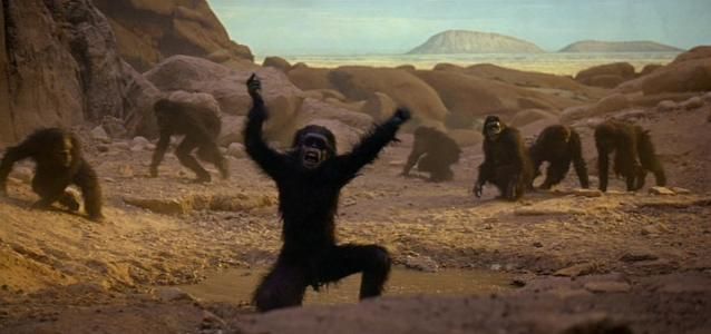 Un chimpanzé danse dans la savane, entouré de ses congénèes à l'arrière plan.